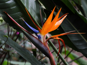 Leaf, Colourfull Flowers, Strelitzia Royal