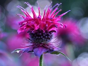 plant, Colourfull Flowers, Close, teasel