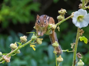 Chipmunk, Colourfull Flowers, mallow, twig