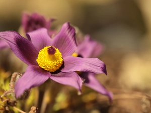 pasque, Colourfull Flowers, rapprochement, Violet