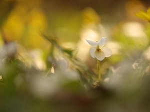 White, Colourfull Flowers, rapprochement, violet