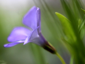 myrtle, Colourfull Flowers, Spring, Violet