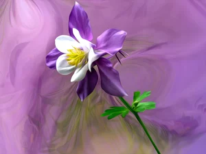 graphics, Colourfull Flowers, Aquilegia Vulgaris