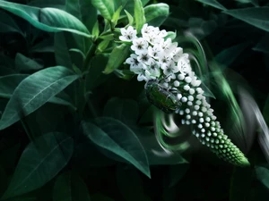 cockchafer, Colourfull Flowers, Buddleia, White