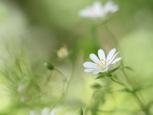 Cerastium, Colourfull Flowers, rapprochement, White