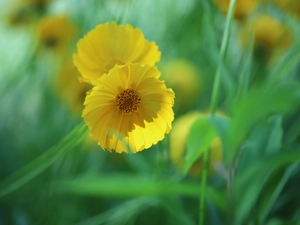 Coreopsis, Colourfull Flowers, rapprochement, Yellow