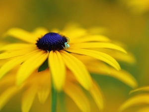 Rudbeckia, Colourfull Flowers, Spider, Yellow