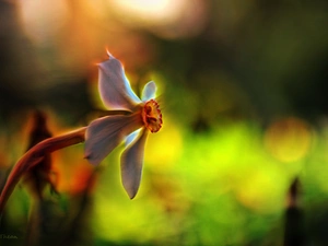 Fractalius, narcissus, Colourfull Flowers