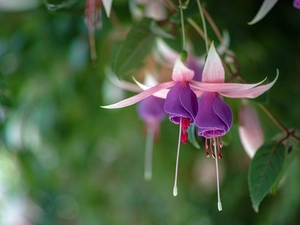 Colourfull Flowers, fuchsia