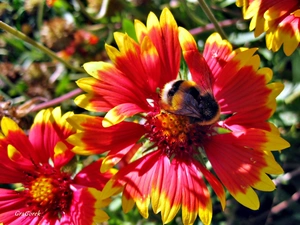 Insect, summer, Bristlecone, Colourfull Flowers, Gaillardia