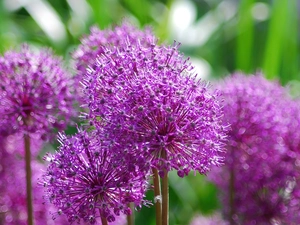 Colourfull Flowers, garlic