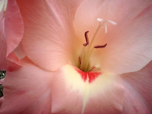 Colourfull Flowers, gladiolus