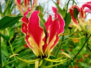 Colourfull Flowers, Gloriosa