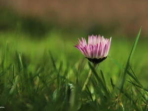 grass, daisy, Colourfull Flowers