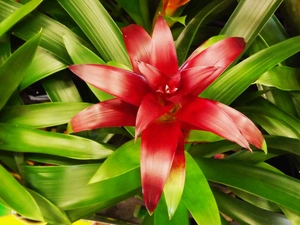 Colourfull Flowers, guzmania