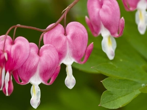 Colourfull Flowers, hearts