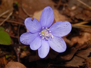 Hepatica, blue, Colourfull Flowers