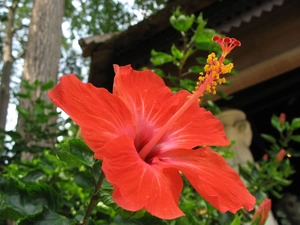 hibiscus, Red, Colourfull Flowers