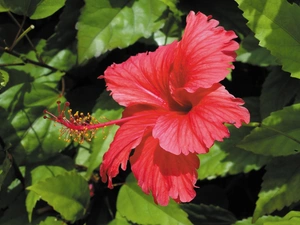 hibiscus, Red, Colourfull Flowers