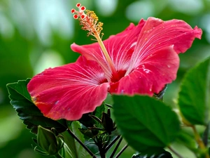 hibiskus, Pink, Colourfull Flowers