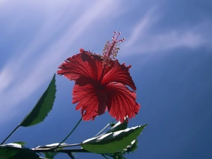 hibiskus, Red, Colourfull Flowers