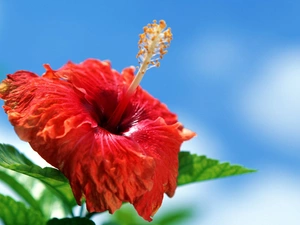 Colourfull Flowers, hibiskus