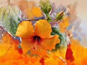 texture, graphics, Orange, Colourfull Flowers, hibiskus