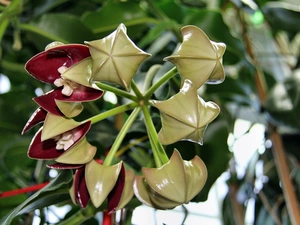 Colourfull Flowers, Hoja