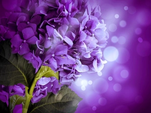 Colourfull Flowers, hydrangea