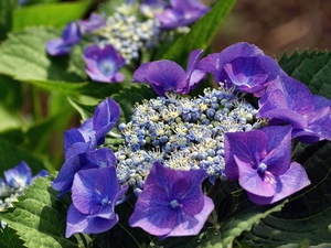 Colourfull Flowers, hydrangea