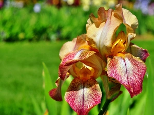 Colourfull Flowers, iris