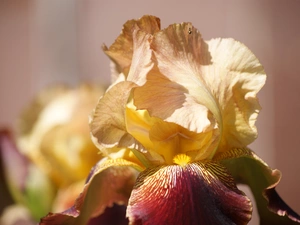 Colourfull Flowers, iris