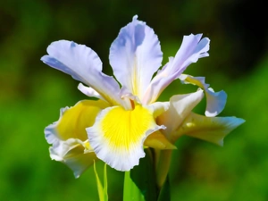 Colourfull Flowers, iris