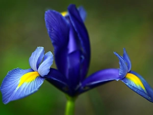 Colourfull Flowers, iris