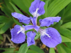 iris, blue, Colourfull Flowers