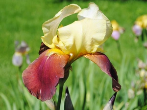 Colourfull Flowers, iris