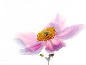 Pink, Japanese anemone, Colourfull Flowers