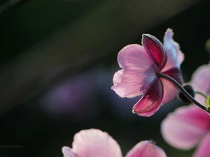 Pink, Japanese anemone, Colourfull Flowers