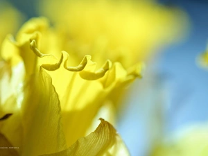 jonquil, Yellow, Colourfull Flowers