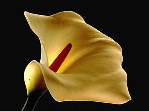 Colourfull Flowers, Kalia