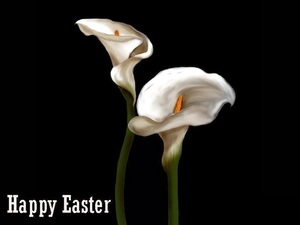 Colourfull Flowers, Kalia