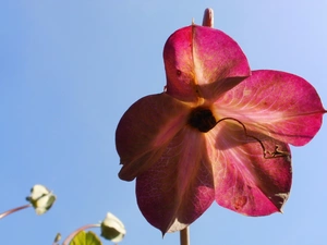 Kobe, nature, Colourfull Flowers