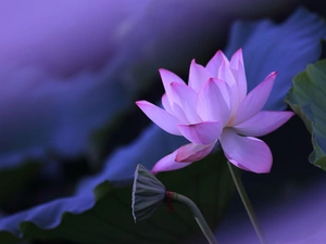 Leaf, lotus, Colourfull Flowers