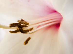 Colourfull Flowers, Lily