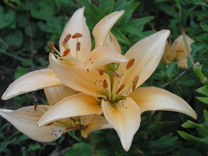 Colourfull Flowers, lily