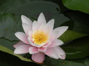 Lily, Leaf, Colourfull Flowers, water