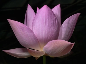 Colourfull Flowers, lotus