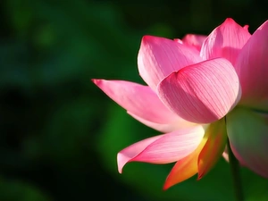 Colourfull Flowers, lotus