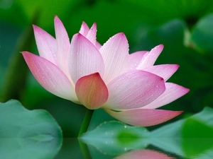 Colourfull Flowers, lotus