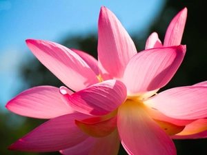 lotus, Pink, Colourfull Flowers